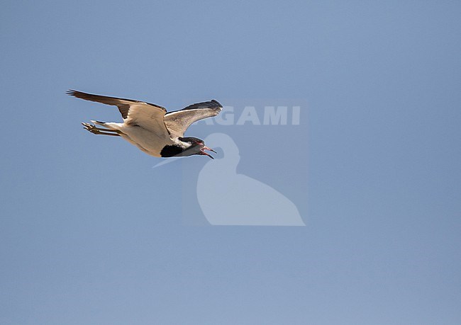 Red-wattled lapwing (Vanellus indicus) in Iran. stock-image by Agami/Pete Morris,