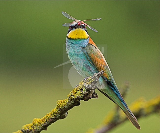 Bijeneter met prooi, European Bee-eater with prey stock-image by Agami/Menno van Duijn,