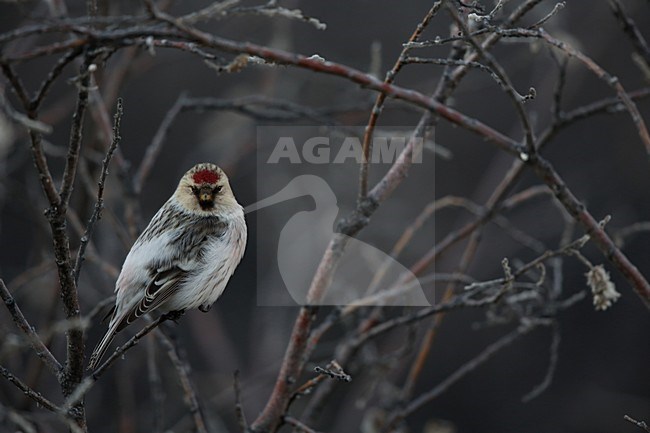 Witstuitbarmsijs op een takje, Arctic Redpoll perched on a twig stock-image by Agami/Chris van Rijswijk,