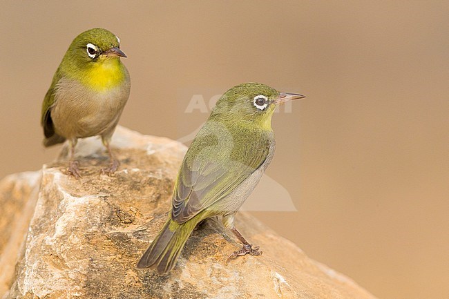 Abyssinian white-eye (Zosterops abyssinicus), two birds standing on a rock, Ayn Hamran, Dhofar, Oman stock-image by Agami/Saverio Gatto,