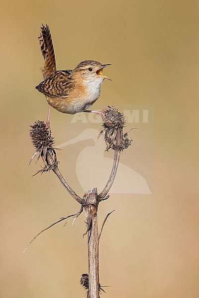 Grass Wren (Cistothorus platensis) Perched in grasslands  in Argentina stock-image by Agami/Dubi Shapiro,