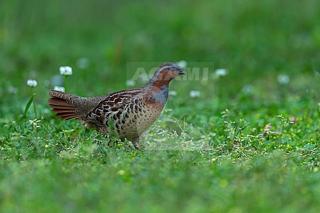 Adult male Chinese bamboo partridge (Bambusicola thoracicus) on a green meadow in the forest stock-image by Agami/Mathias Putze,