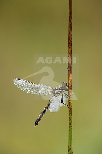 Zwarte heidelibel; Black darter; stock-image by Agami/Walter Soestbergen,