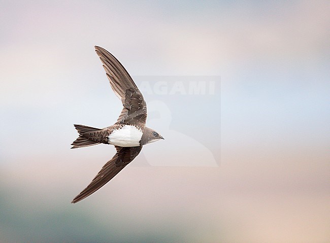 Alpine Swift (Apus melba) in flight in Spain. stock-image by Agami/Ran Schols,