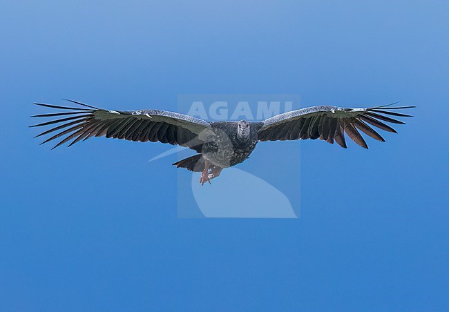 Frontal views of a flying Southern Screamer (Chauna torquata)  in Argentina stock-image by Agami/Dubi Shapiro,