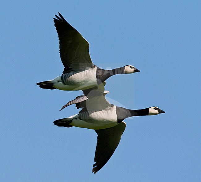 Brandganzen in de vlucht; Barnacle Geese in flight stock-image by Agami/Roy de Haas,