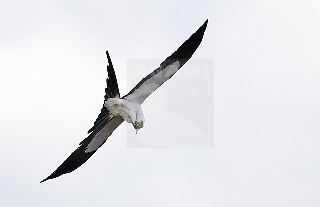 Swallow-tailed Kite (Elanoides forficatus), adult in flight at Everglades NP, Florida, USA stock-image by Agami/Helge Sorensen,