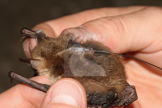 Franjestaart in de hand; Natterers bat in hand stock-image by Agami/Theo Douma,