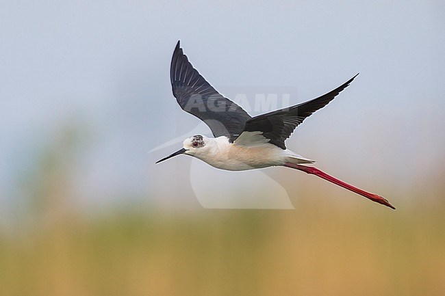 Steltkluut in vlucht; Black-winged Stilt in flight stock-image by Agami/Daniele Occhiato,