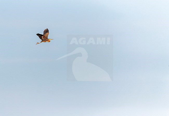 Purple Heron (Ardea purpurea) in flight in the Krimpenerwaard, Netherlands. stock-image by Agami/Marc Guyt,