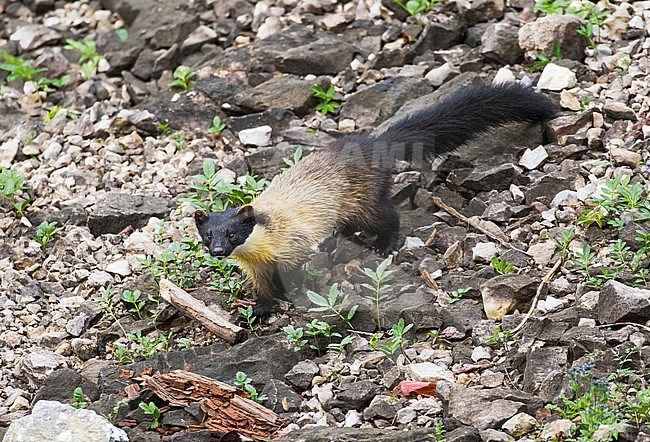 Yellow-throated marten (Martes flavigula) running over rocks stock-image by Agami/Pete Morris,