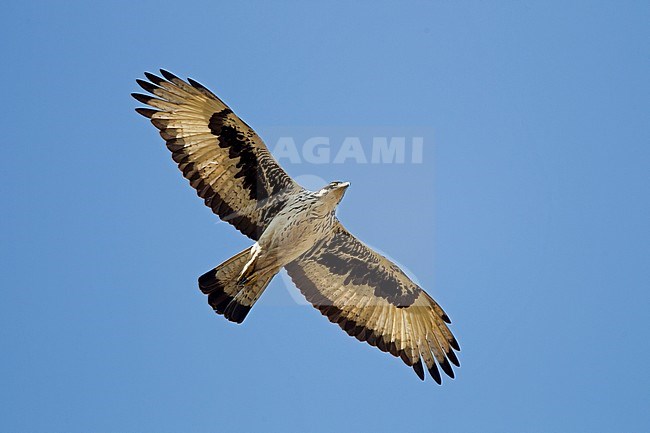 African hawk-eagle (Aquila spilogaster) in flight seen from below in the Gambia. stock-image by Agami/Harvey van Diek,