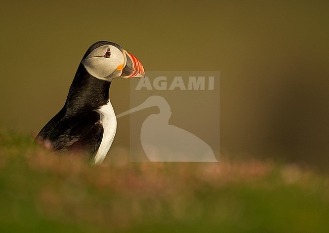 Papegaaiduiker bij nest hol, Atlantic Puffin at nest burrow stock-image by Agami/Danny Green,