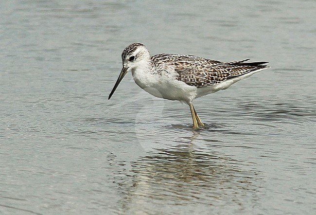 Juvenile Marsh Sandpiper (Tringa stagnatilis) wading in shallow water in the Netherlands. stock-image by Agami/Renate Visscher,