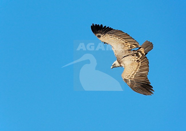 Vale Gier in de vlucht; Griffon Vulture in flight stock-image by Agami/Markus Varesvuo,