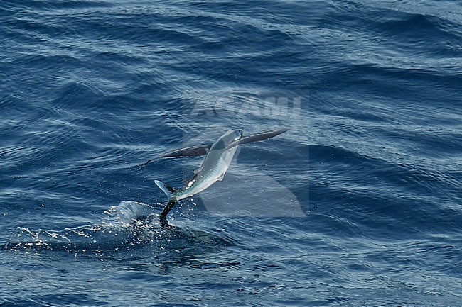 Flying fish species taking off from the ocean surface. stock-image by Agami/Laurens Steijn,