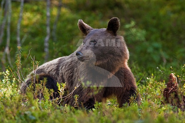 Bruine Beer in bos, Brown Bear in forest stock-image by Agami/Menno van Duijn,