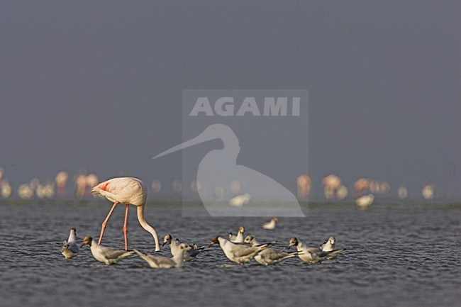 Flamingo in ondiep water; Greater Flamingo in shallow water stock-image by Agami/Menno van Duijn,