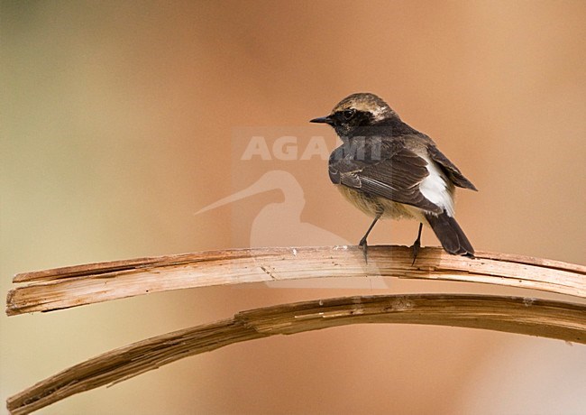 Bonte Tapuit man zittend; Pied Wheatear male perched stock-image by Agami/Marc Guyt,