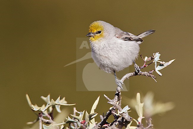 Adult 
Jeff Davis Co., TX 
March 2010 stock-image by Agami/Brian E Small,