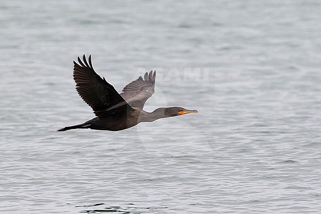 Double-crested Cormorant (Phalacrocorax auritus) flying low over the ocean off Nantucket Island near Cape Cod, Massachusetts, USA. stock-image by Agami/David Monticelli,