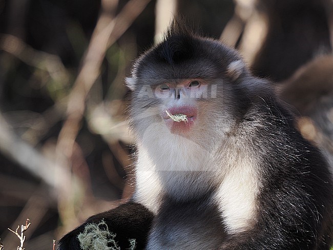 Yunnan Snub-nosed Monkey Rhinopithecus bieti stock-image by Agami/James Eaton,