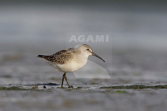 Juveniele Krombekstrandloper; Juvenile Curlew Sandpiper stock-image by Agami/Arie Ouwerkerk,