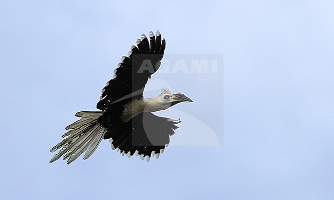 White-crowned Hornbill (Berenicornis comatus), also known as the Long-crested hornbill, flying over the Kinabatangan river in Sabah, Malaysia. stock-image by Agami/James Eaton,