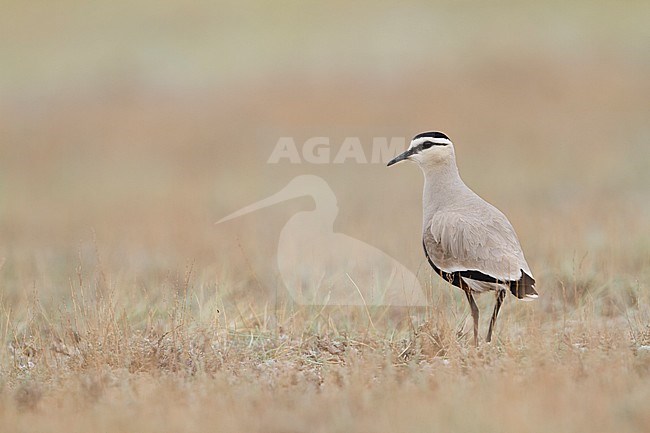 Sociable Lapwing - Steppenkiebitz - Vanellus gregarius, Kazakhstan, adult stock-image by Agami/Ralph Martin,