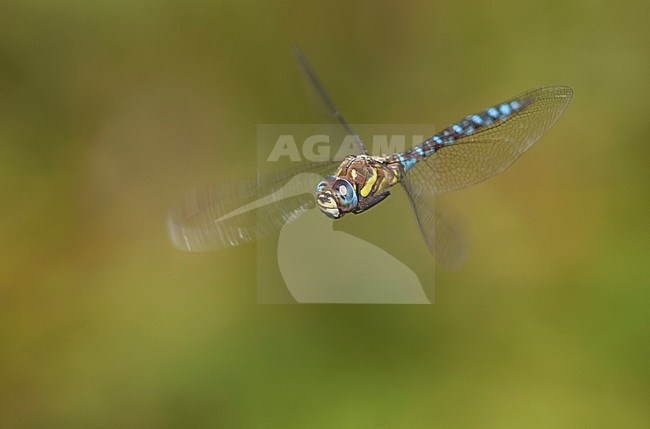 Imago Paardenbijter man, close-up gele spijker; Adult Migrant hawker, close-up yellow spike. stock-image by Agami/Fazal Sardar,