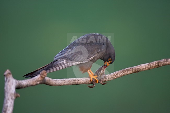 Roodpootvalk man etend van prooi; Red-footed Falcon eating its prey stock-image by Agami/Marc Guyt,