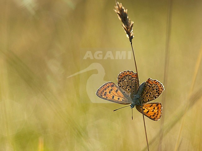 Bruine vuurvlinder / Sooty Copper (Lycaena tityrus) stock-image by Agami/Wil Leurs,