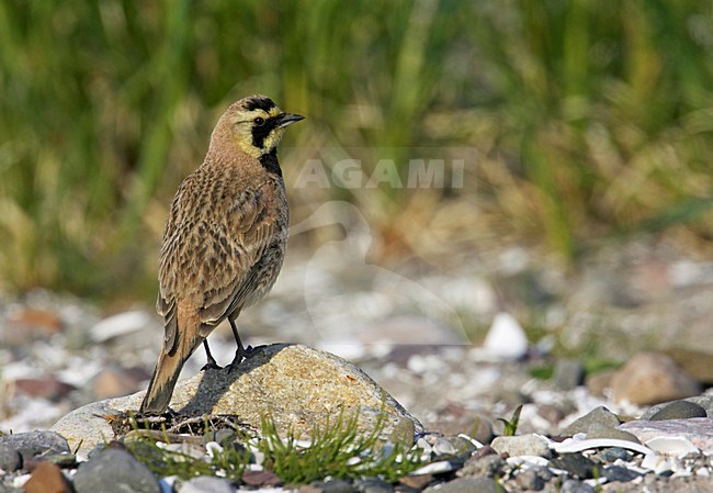 Strandleeuwerik zittend op de grond; Horned Lark perched on the ground stock-image by Agami/Markus Varesvuo,