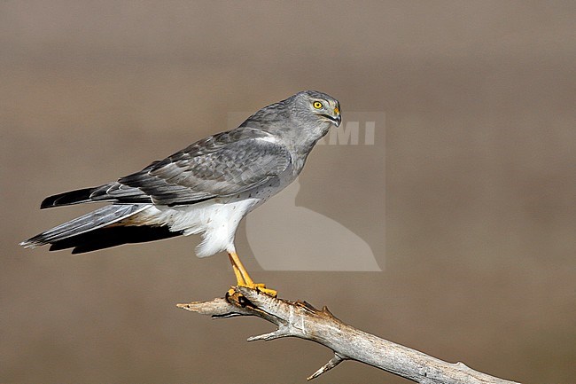 Adult male
Kern Co., CA
November 2007 stock-image by Agami/Brian E Small,