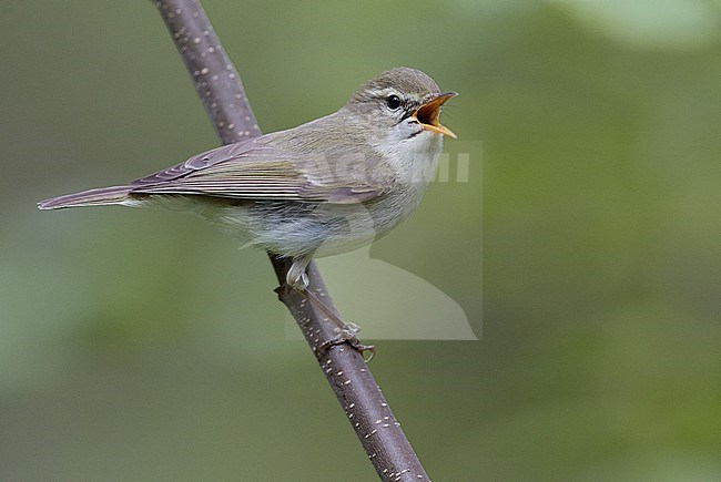 Grauwe Fitis op takje, Greenish Warbler on a branch stock-image by Agami/Markus Varesvuo,