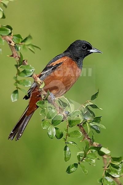 Adult male Orchard Oriole (Icterus spurius) in Galveston Co., Texas, United States. Perched on a branch against green background. stock-image by Agami/Brian E Small,