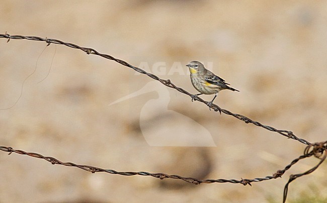 Audubons Geelstuitzanger; Audubons Warbler stock-image by Agami/Marc Guyt,