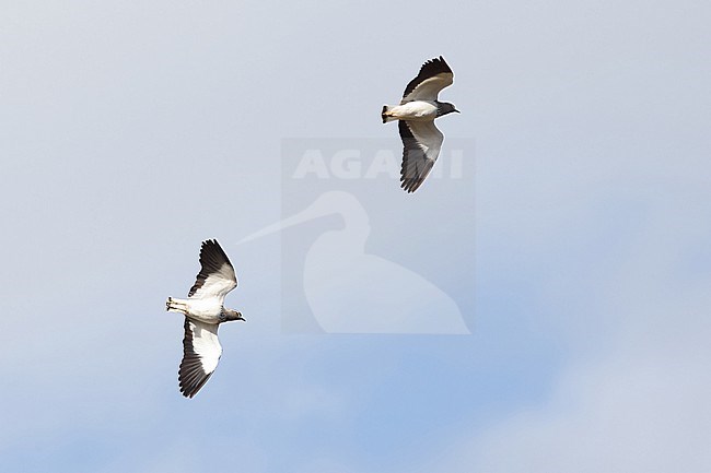 Two Spot-breasted Lapwing (Vanellus melanocephalus) in flight from below stock-image by Agami/Mathias Putze,