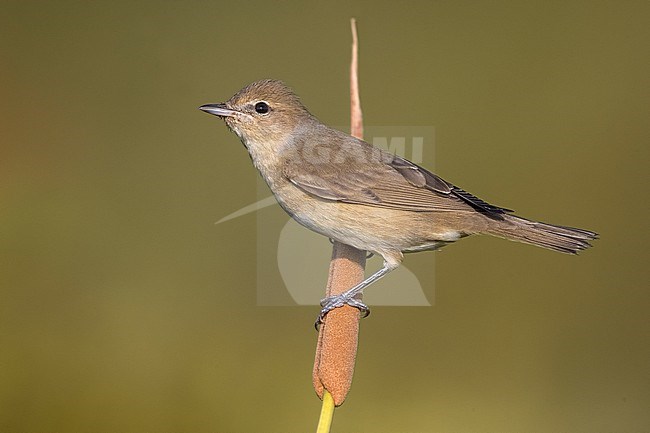 Garden Warbler (Sylvia borin) in Italy. stock-image by Agami/Daniele Occhiato,