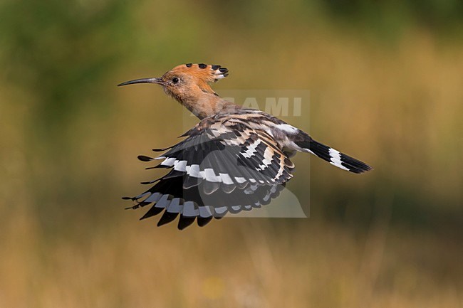 Hop in vlucht; Eurasian Hoopoe in flight stock-image by Agami/Daniele Occhiato,