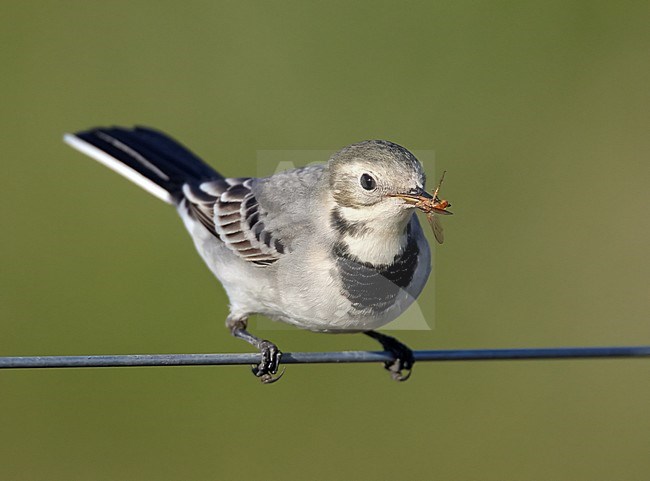 White Wagtail Pied White Wagtail Finland
Vastarakki  Helsinki Viikki
Motacilla alba stock-image by Agami/Tomi Muukkonen,