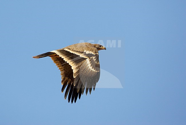 Steppearend in de vlucht; Steppe Eagle in flight stock-image by Agami/Markus Varesvuo,