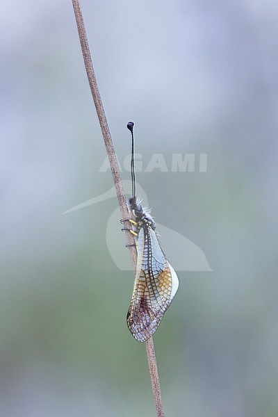 Owlfly resting on small plant in France. stock-image by Agami/Iolente Navarro,