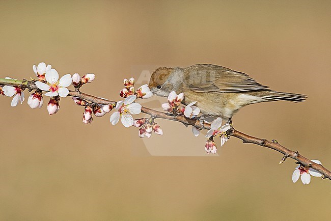 Eurasian Blackcap (Sylvia atricapilla) in a flowering tree drinking nectar stock-image by Agami/Alain Ghignone,