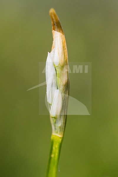 Driekantig look, Three-cornered Leek, Allium triquetrum stock-image by Agami/Wil Leurs,