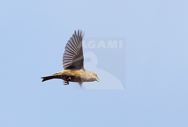 Female type Two-barred Crossbill (Loxia leucoptera bifasciata) in flight at Gribskov in Denmark. stock-image by Agami/Helge Sorensen,