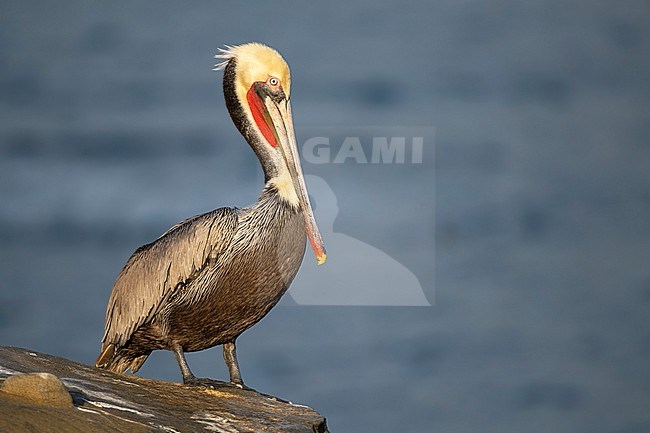 Adult breeding
San Diego Co., CA
January 2020 stock-image by Agami/Brian E Small,