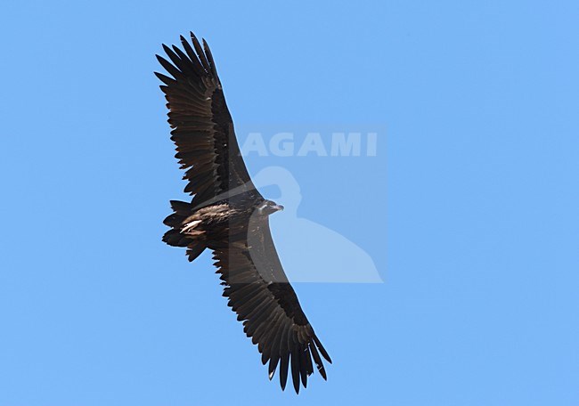 Cinereous Vulture adult flying; Monniksgier volwassen vliegend stock-image by Agami/Roy de Haas,