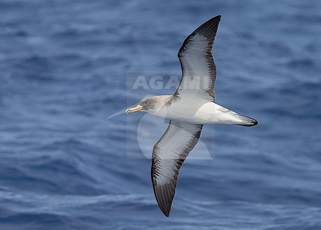 Cory's Shearwater (Calonectris diomedea) Madeira Portugal August 2012 stock-image by Agami/Markus Varesvuo,