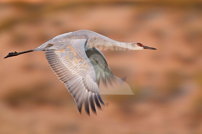 Sandhill Crane (Grus canadensis) flying at the Bosque del Apache wildlife refuge near Socorro, New Mexico, USA. stock-image by Agami/Glenn Bartley,